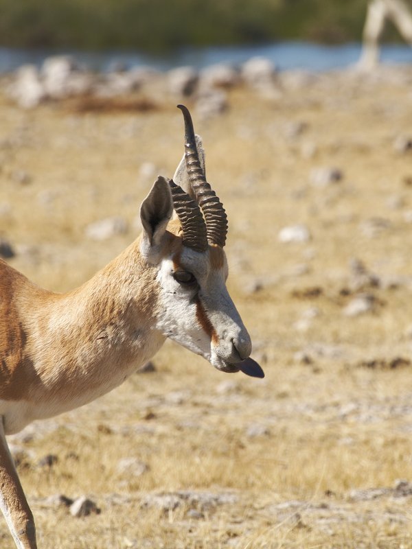 Etosha National Park, Rietfontein, Springbok